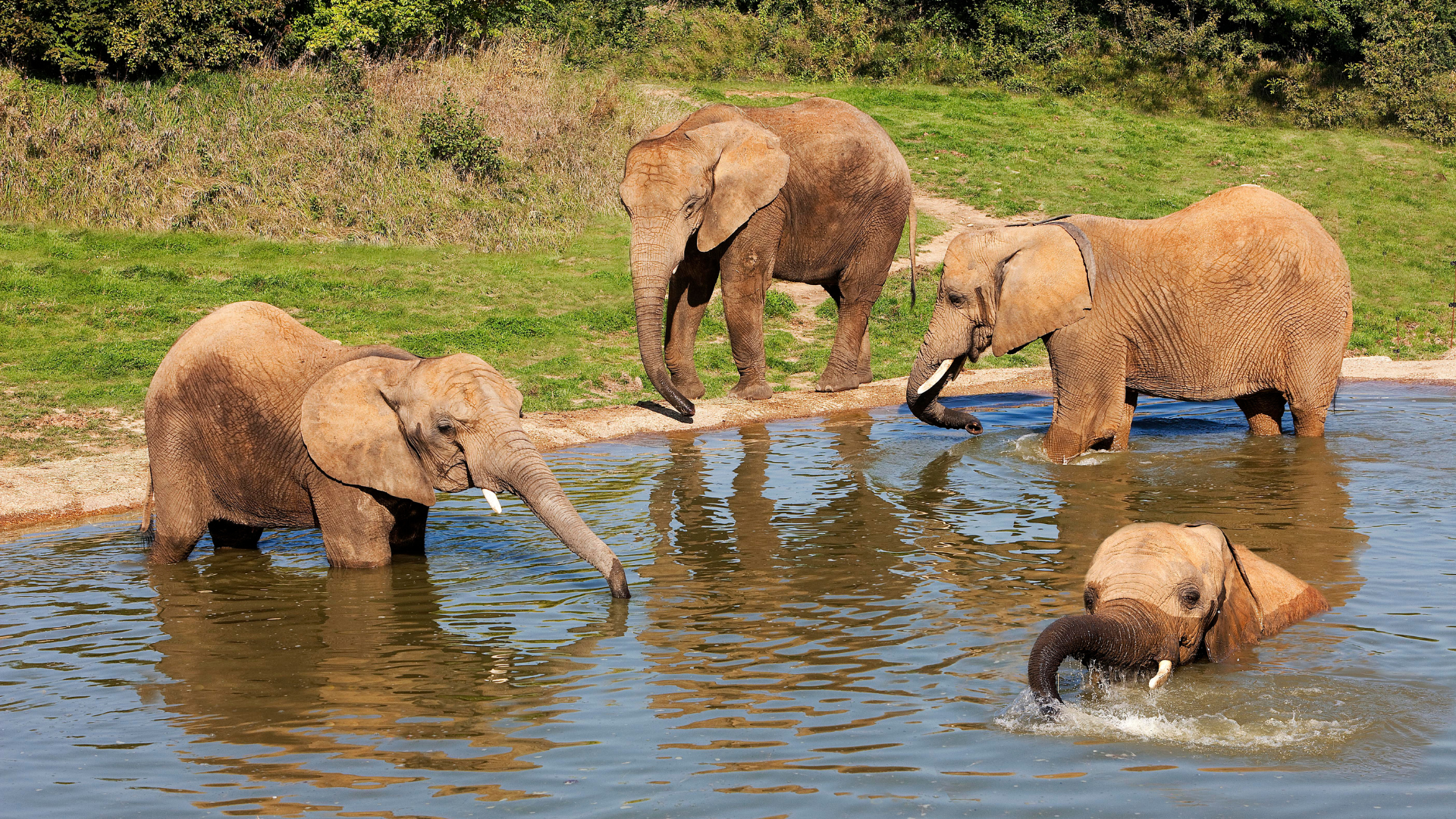 Photo d'un groupe d'éléphants au Zoo de Beauval dans le Loir-et-Cher