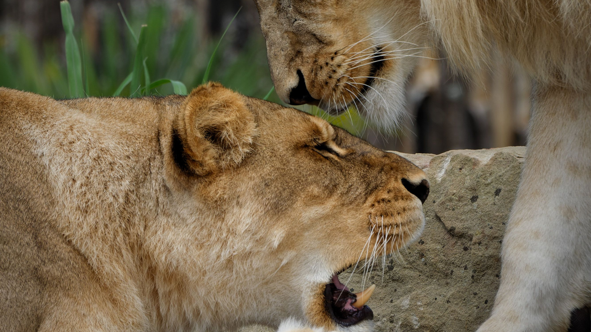 Photo d'un lion et d'une lionne au Zoo de Beauval à Saint-Aignan