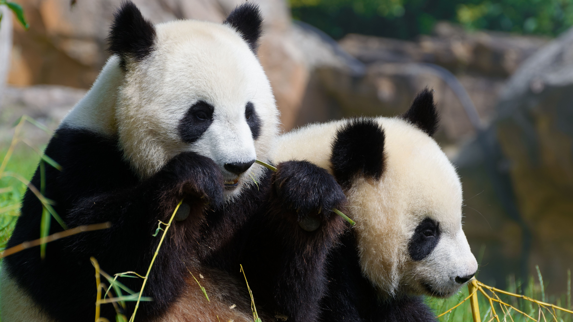 Photo de pandas du Zoo de Beauval