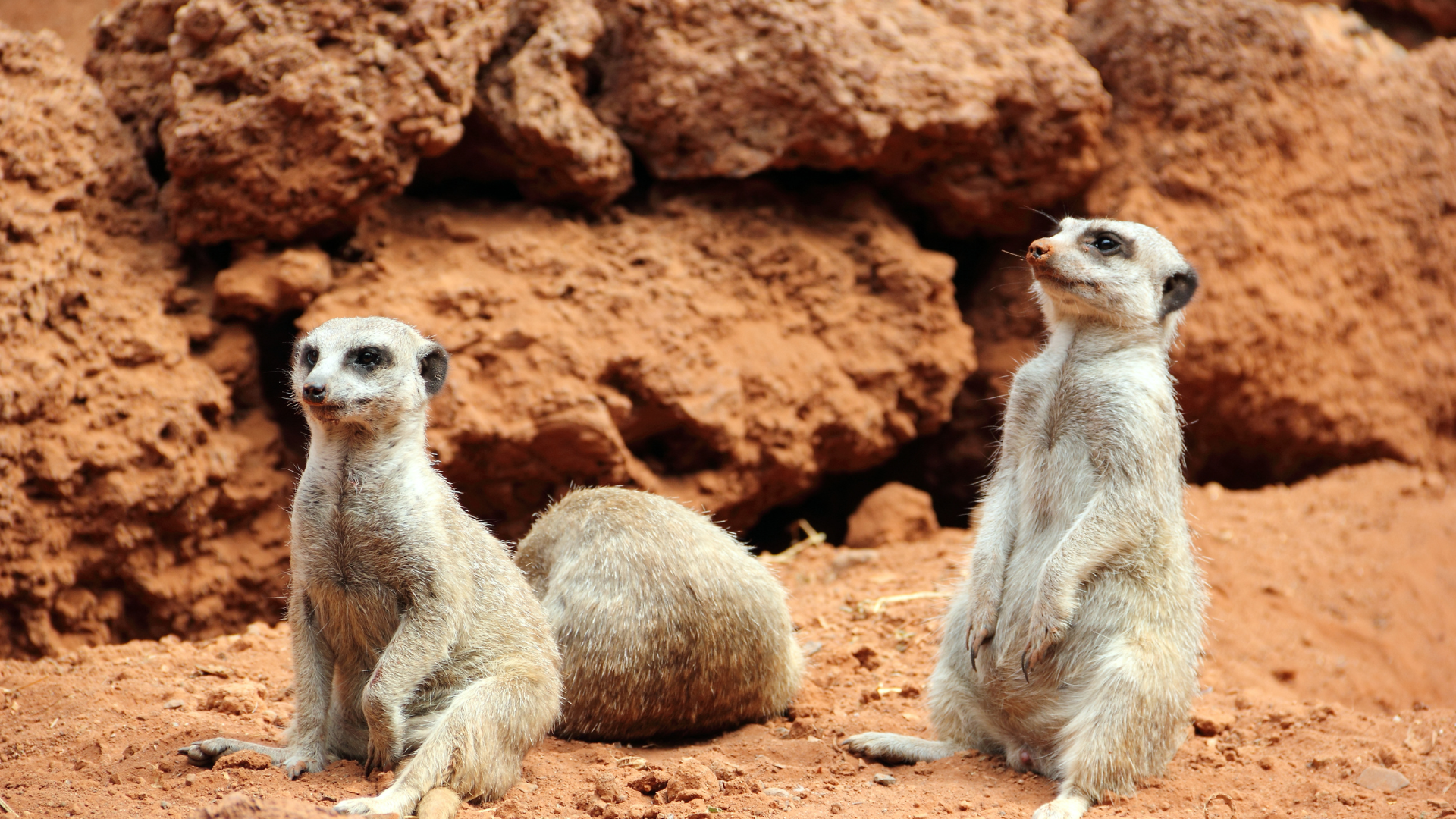Photo des suricates du Zoo de Beauval